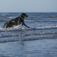 Buy canvas prints of Black labrador fun in the sea by Izzy Standbridge