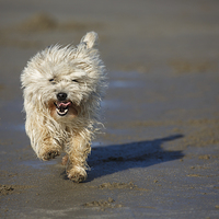 Buy canvas prints of Cairn terrier fun on the beach by Izzy Standbridge