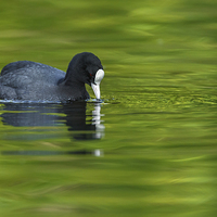 Buy canvas prints of Coot on green water by Izzy Standbridge