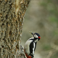 Buy canvas prints of Greater Spotted Woodpecker brings food by Izzy Standbridge