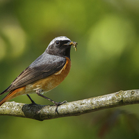 Buy canvas prints of Male redstart with food for chicks by Izzy Standbridge