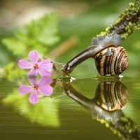 Buy canvas prints of Snail gets a drink by Izzy Standbridge