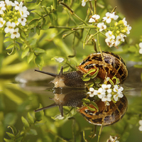 Buy canvas prints of Common snail reflecting with flowers by Izzy Standbridge