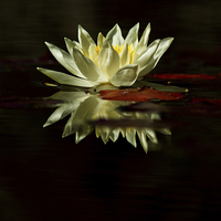 Buy canvas prints of Waterlily and reflection by Izzy Standbridge
