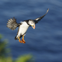 Buy canvas prints of Incoming puffin by Izzy Standbridge