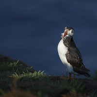 Buy canvas prints of Puffin in the spotlight by Izzy Standbridge