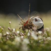 Buy canvas prints of Puffin doing the gardening by Izzy Standbridge
