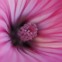 Buy canvas prints of  Pink Mallow, soft focus by Izzy Standbridge