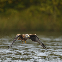Buy canvas prints of  Red Kite "fishing" at the lake in autumn by Izzy Standbridge