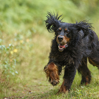 Buy canvas prints of  Gordon Setter running through the countryside in  by Izzy Standbridge