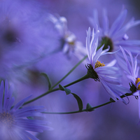 Buy canvas prints of  Aster soft focus by Izzy Standbridge