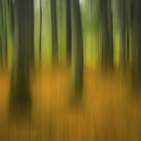 Buy canvas prints of  Autumn woodland abstract by Izzy Standbridge