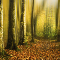 Buy canvas prints of  Autumn woods by Izzy Standbridge