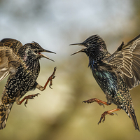 Buy canvas prints of  Mid air starling squabble by Izzy Standbridge