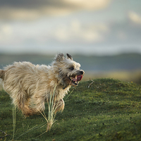 Buy canvas prints of  Cairn Terrier having a ball by Izzy Standbridge