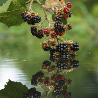 Buy canvas prints of  Harvest mouse with brambles reflection by Izzy Standbridge
