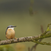 Buy canvas prints of  Nuthatch on a branch by Izzy Standbridge