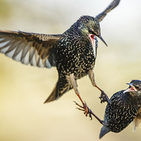 Buy canvas prints of  Two starlings in aerial battle in winter by Izzy Standbridge