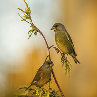 Buy canvas prints of  Two greenfinches perching on a slender stem by Izzy Standbridge