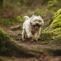 Buy canvas prints of  Cairn Terrier in the woods by Izzy Standbridge