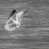 Buy canvas prints of  Seagull ice landing approach by Izzy Standbridge