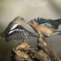 Buy canvas prints of  Chaffinch fight by Izzy Standbridge