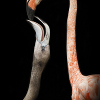 Buy canvas prints of  Flamingo parenting by Izzy Standbridge