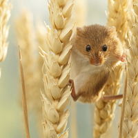 Buy canvas prints of  Harvest mouse in wheat stalks by Izzy Standbridge