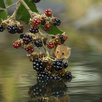 Buy canvas prints of  Harvest mouse on brambles with reflection by Izzy Standbridge