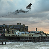 Buy canvas prints of Starlings at Aberystwyth pier by Izzy Standbridge