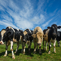 Buy canvas prints of Curious Country Cows by Izzy Standbridge