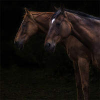 Buy canvas prints of Two horses by richard downes