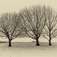Buy canvas prints of three trees by richard downes