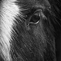 Buy canvas prints of The Horses Eye by richard downes