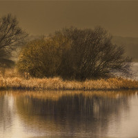 Buy canvas prints of On Golden Pond by richard downes