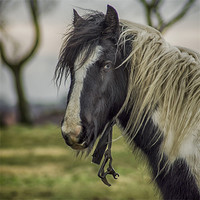 Buy canvas prints of Old Blue Eye by richard downes