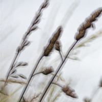 Buy canvas prints of straw by richard downes