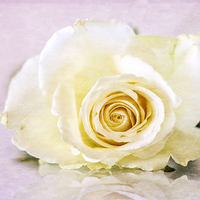 Buy canvas prints of the rose by richard downes