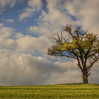 Buy canvas prints of one tree hill by richard downes