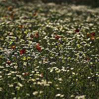 Buy canvas prints of Summer Field by richard downes