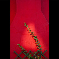 Buy canvas prints of Ivy by Carlo Macinai