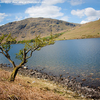 Buy canvas prints of Lonely tree in Wastwater by Mohit Joshi