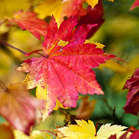 Buy canvas prints of Maple Leaf by Mohit Joshi