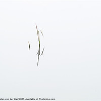 Buy canvas prints of Reeds in pond 3 by Austen van der Werf