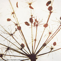 Buy canvas prints of Hogweed seed head by K. Appleseed.