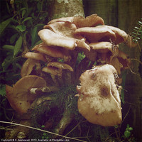 Buy canvas prints of Woodland fungus, it's a fungi! by K. Appleseed.