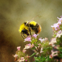 Buy canvas prints of Bee on Thyme flowers Vintage Finish by K. Appleseed.