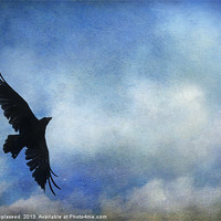 Buy canvas prints of Raven Against a Painted Blue Sky by K. Appleseed.