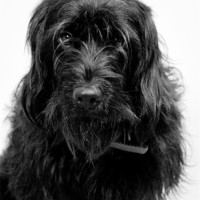 Buy canvas prints of F1 black mini Labradoodle by K. Appleseed.