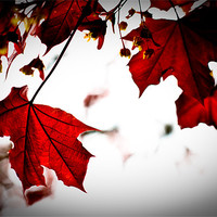 Buy canvas prints of Red Maple Leaves, Torre abbey Garden by K. Appleseed.
